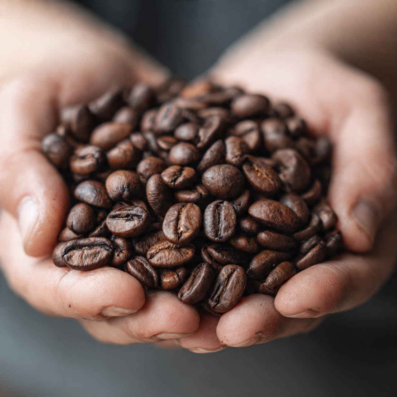 Hands holding a handful of african kahawa coffee beans against a dark background